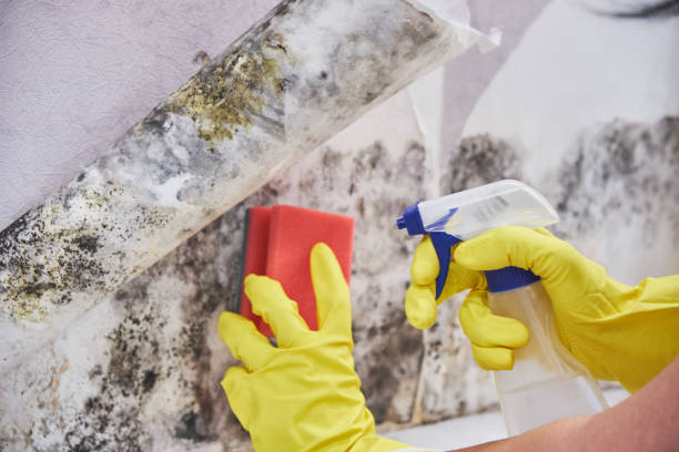 Why You Should Choose Our Mold Remediation Services in Minturn, CO